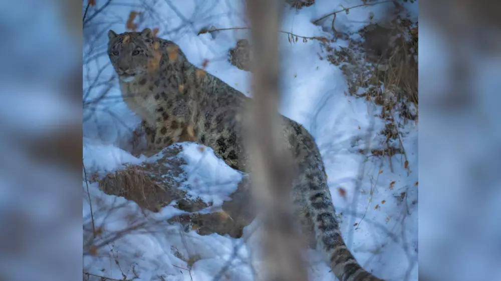 Охота за кадрами: наплыв людей угрожал снежному барсу вблизи Алматы