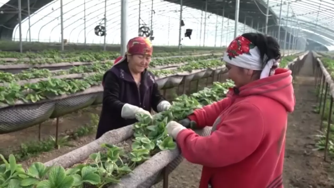 «Ауыл аманаты»: 1400 рабочих мест создадут в Туркестанской области