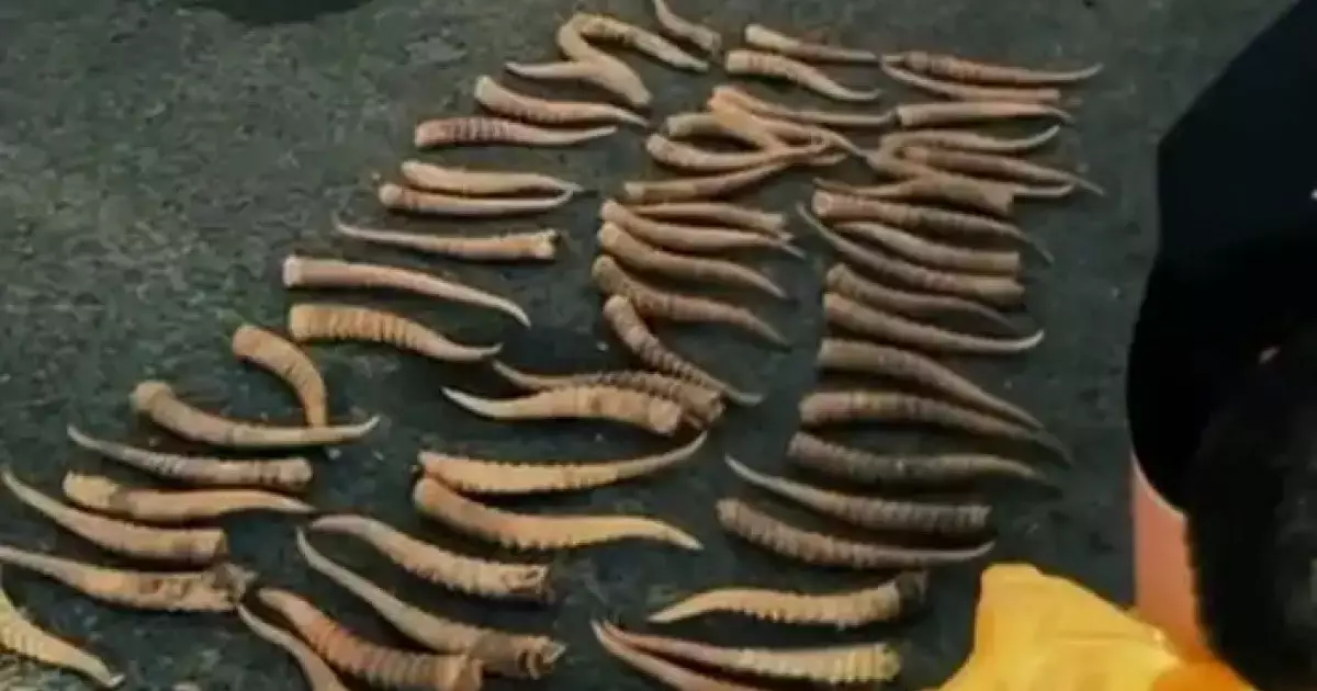  БҚО тұрғыны киік мүйізін сақтағаны үшін сотталды 