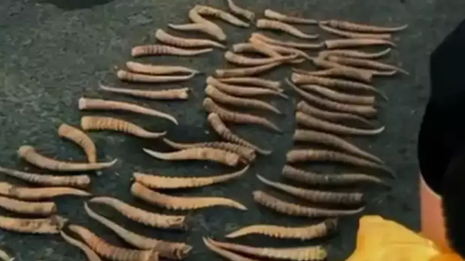 БҚО тұрғыны киік мүйізін сақтағаны үшін сотталды