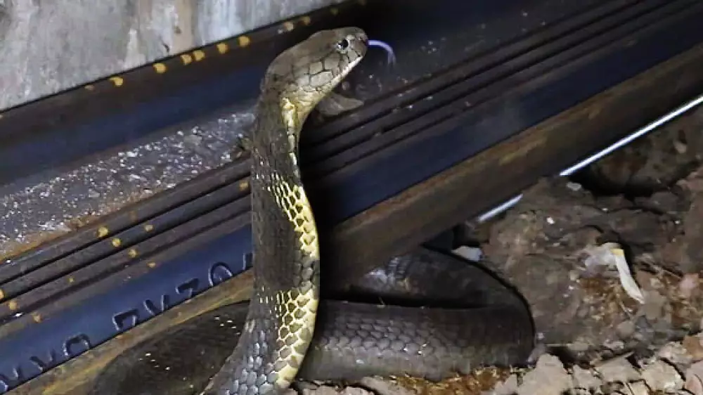 “Расширяют ареал“: ученые исследовали перемещение змей в поездах