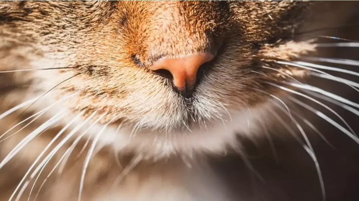 Тайландта мысықтар қалай 11,8 миллиард долларлық экономикалық активке айналды