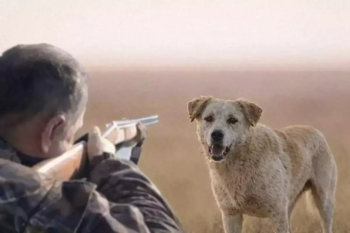 Бурабайда қаңғыбас иттерді атып жүрген қызметкердің оғы адамға тиіп кеткен