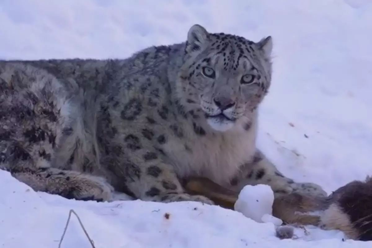 Толпы туристов угрожали снежному барсу в горах близ Алматы