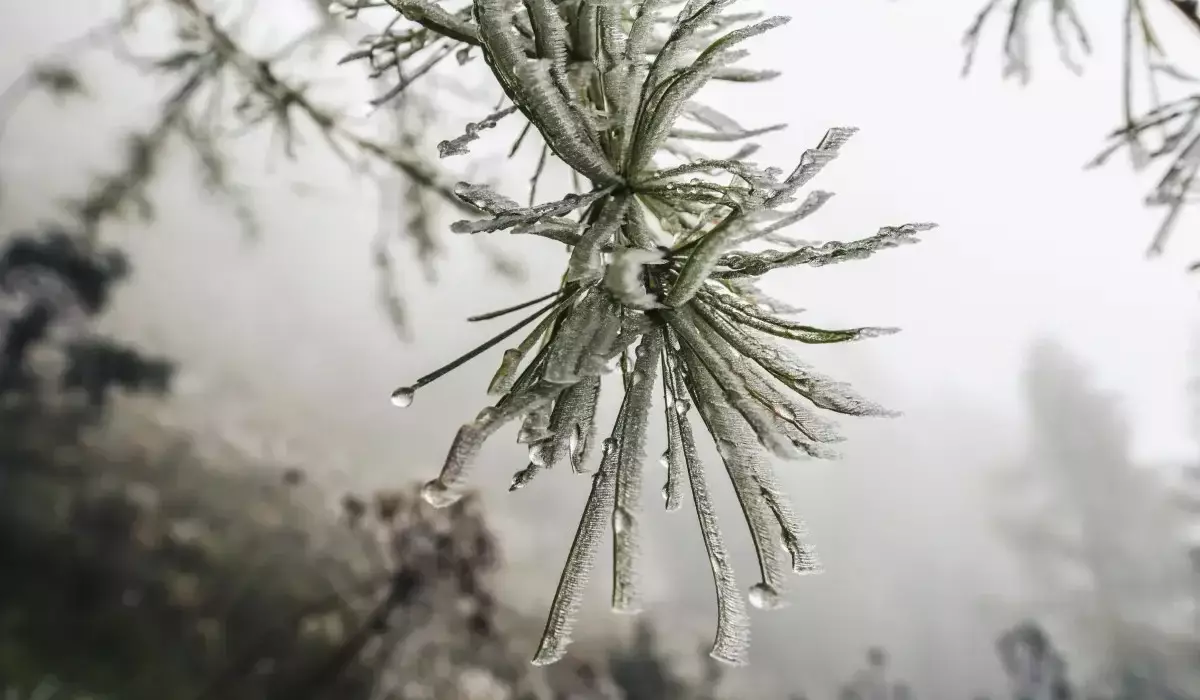 Күн жылы болып, қар аз жауады: Қазақстанда ақпан айында ауа райы қандай болады