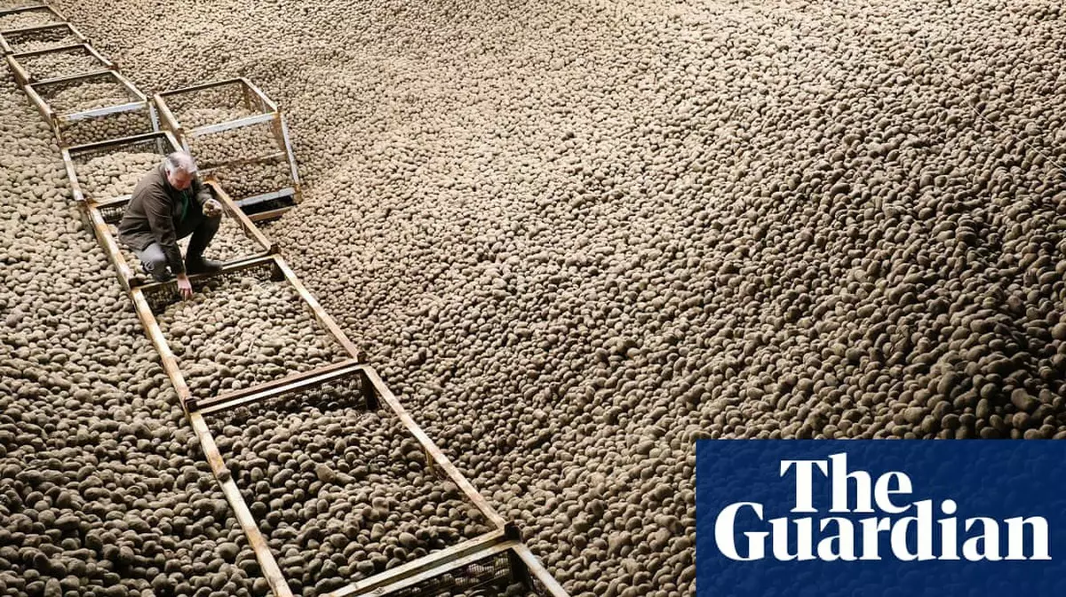 В Берлине раздают картофель бесплатно из-за рекордного урожая за 25 лет