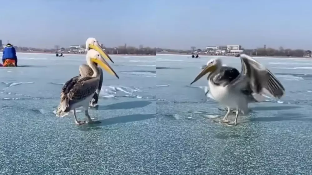 Необычных “соседей“ встретили рыбаки на Капшагае