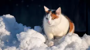 Алдағы күндері Алматыда ауа райы қандай болады?