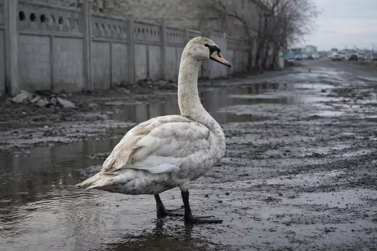 Одинокая птица в Актау - спасать или не трогать? - новости на Lada.kz 02.02.2026