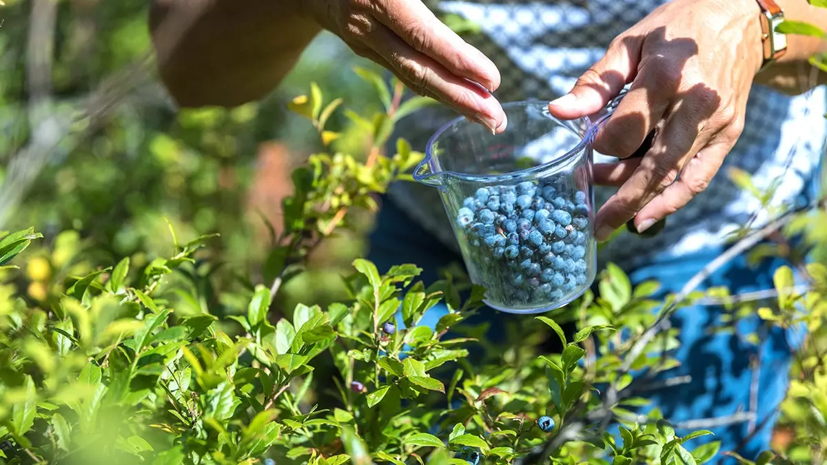 Древняя ягода может улучшить функцию кровеносных сосудов, но большинство людей проходит мимо неё в отделе заморозки.