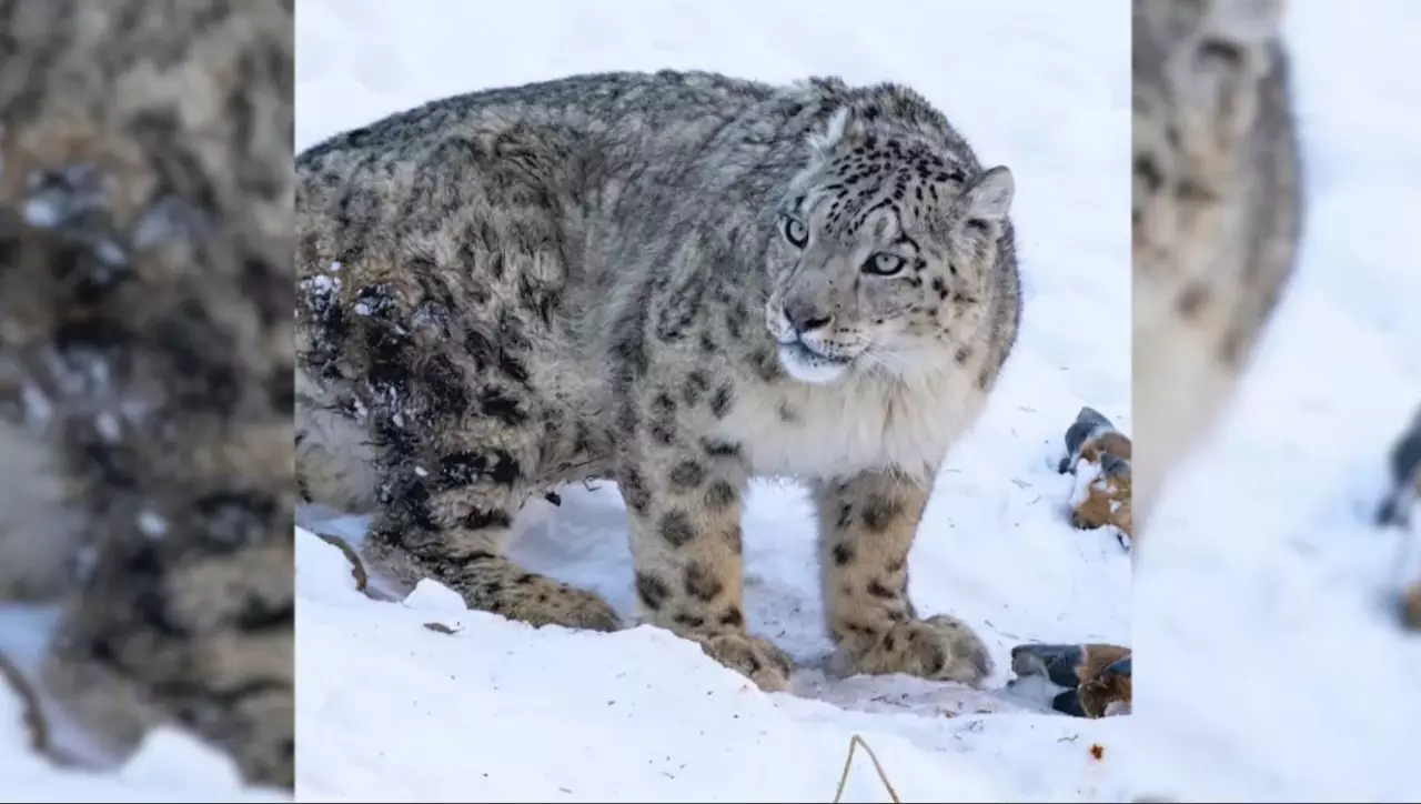 Іле Алатауы ұлттық паркіндегі қар барысы мекеніне оралды