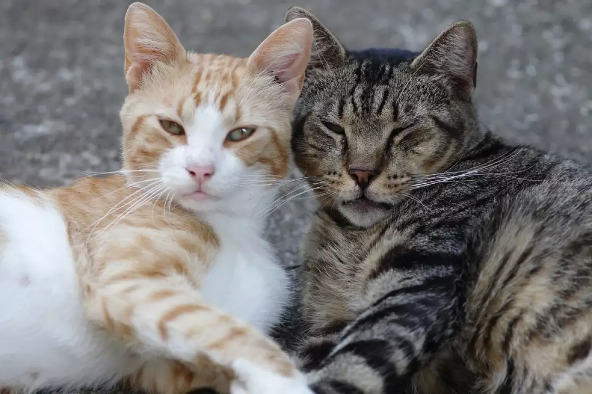 Природная терапия: как кошки лечат людей