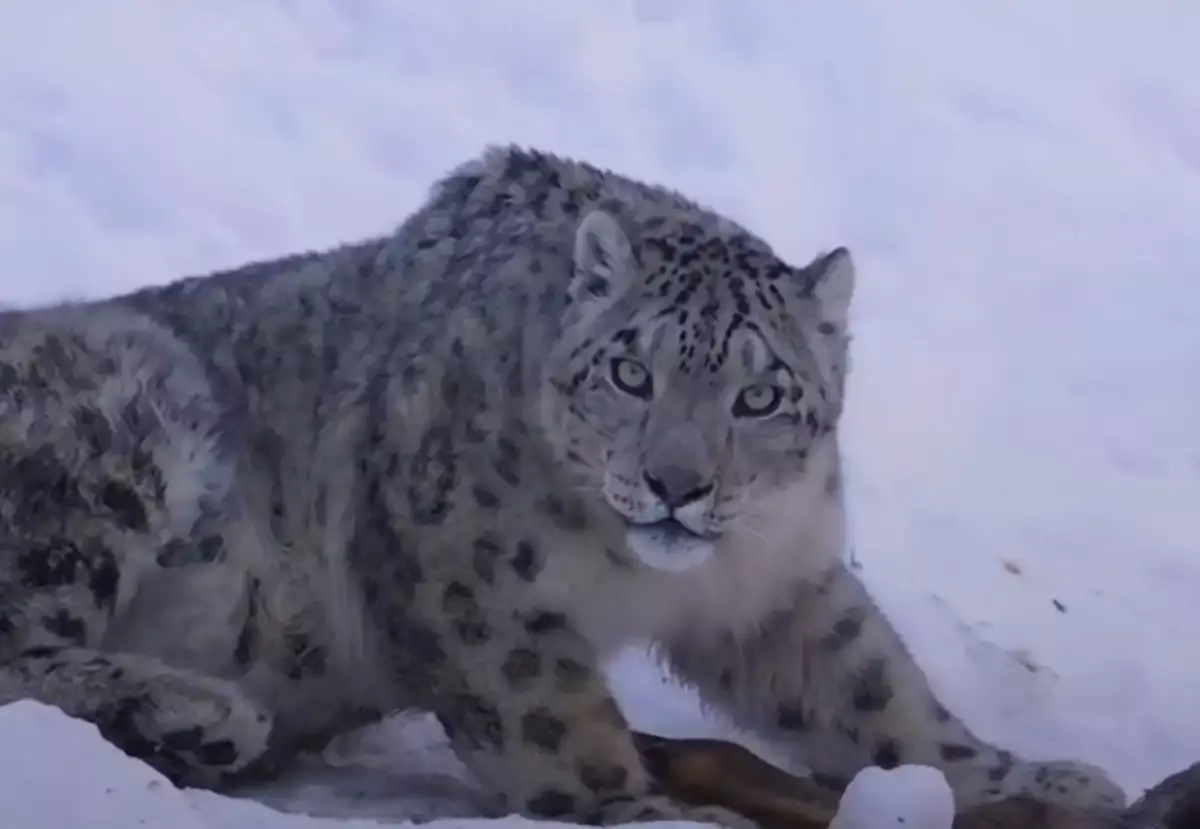 Тау символын үш күн бойы күзеткен: қар барысы туристерден қашып жүрді