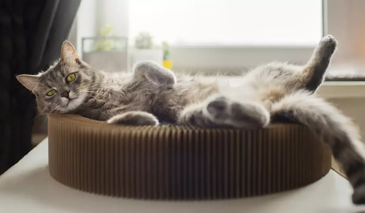 Қосшы тұрғыны мысықтың жатын орнын ұрлағаны үшін екі жылға сотталып кетті