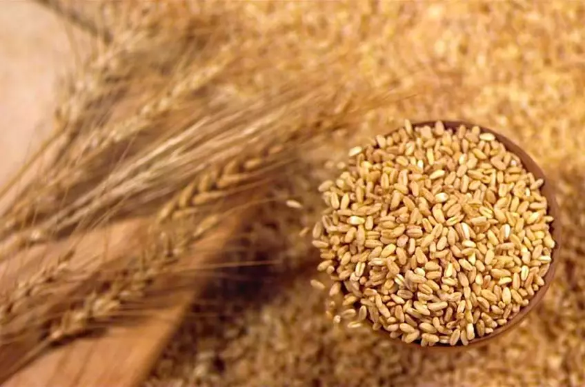 Экспорт зерна вырос до 5,8 млн тонн за пять месяцев в Казахстане