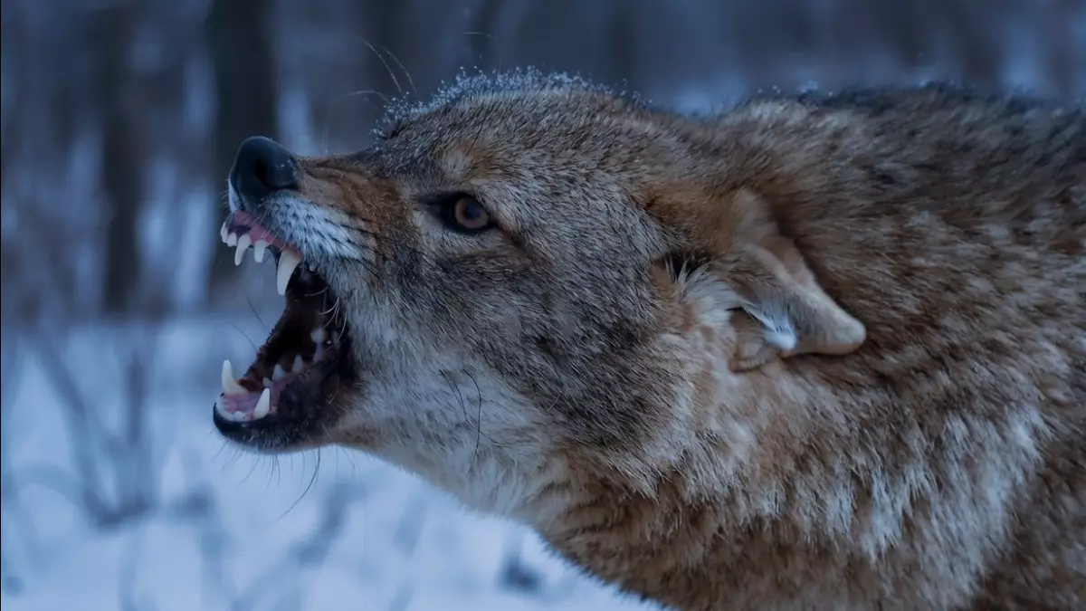 Стая шакалов подралась с тазы в Казахстане