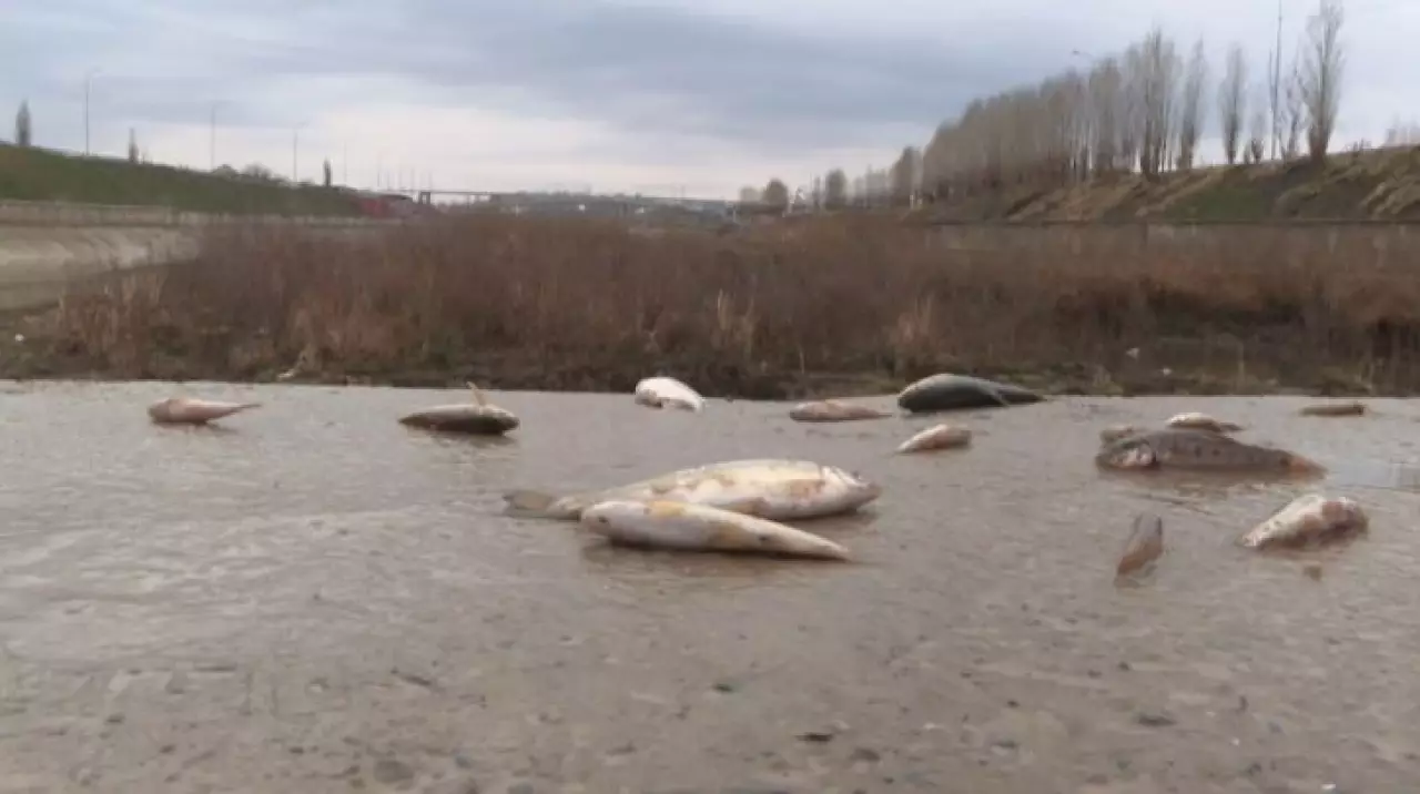 Замор рыбы произошёл на реке Бадам в Шымкенте