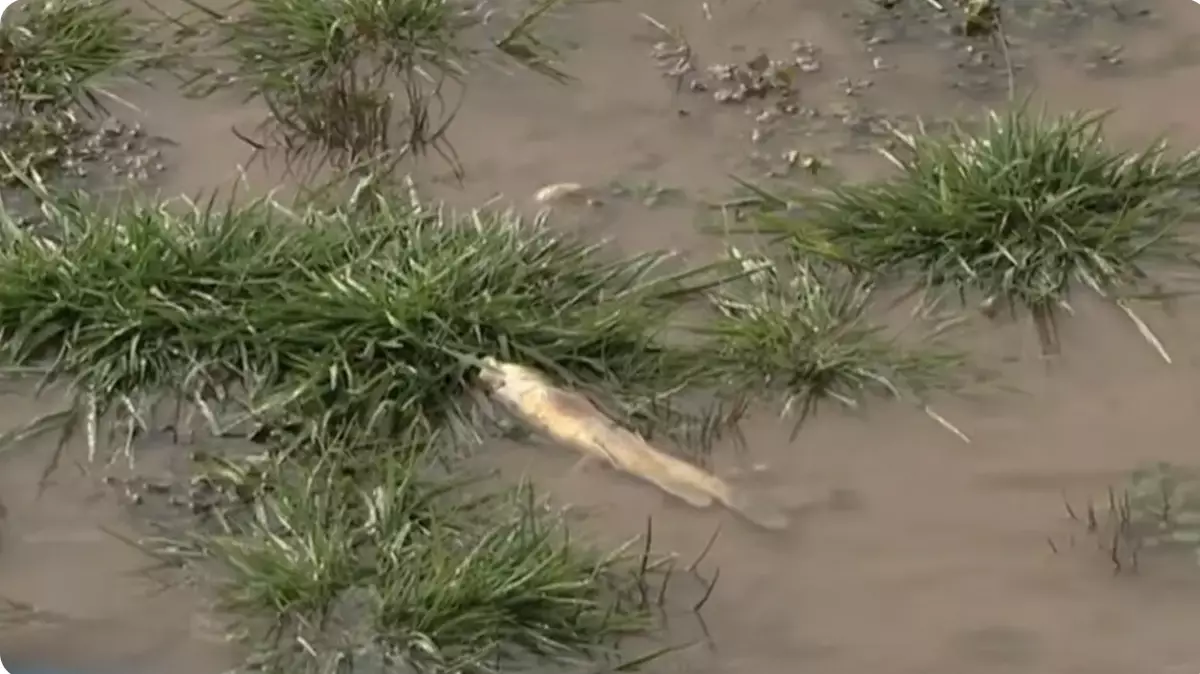 Шымкенттегі өзенде балықтар жаппай қырылып қалды