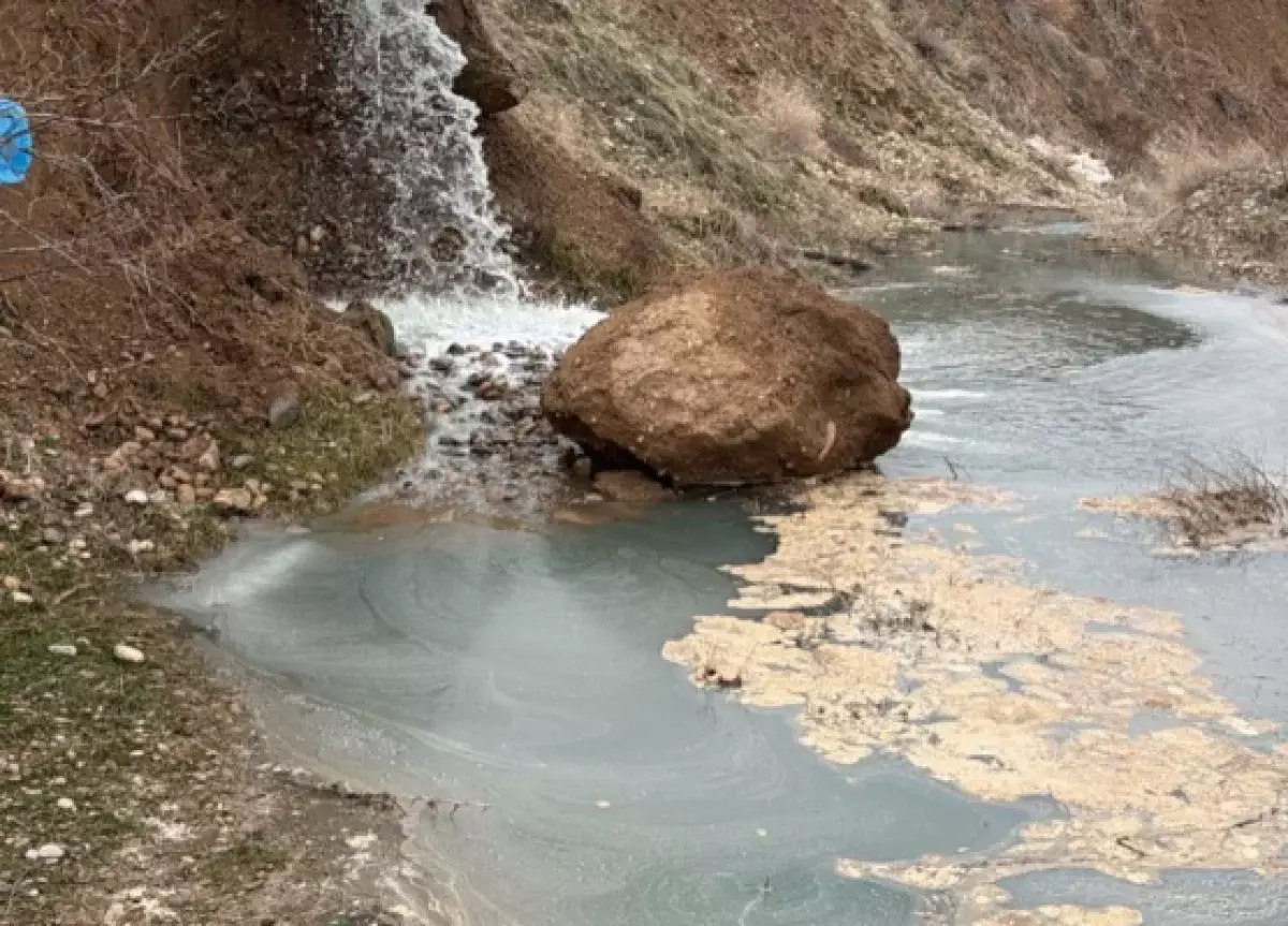 Рыба массово гибнет в реке в Шымкенте: экологи назвали причину