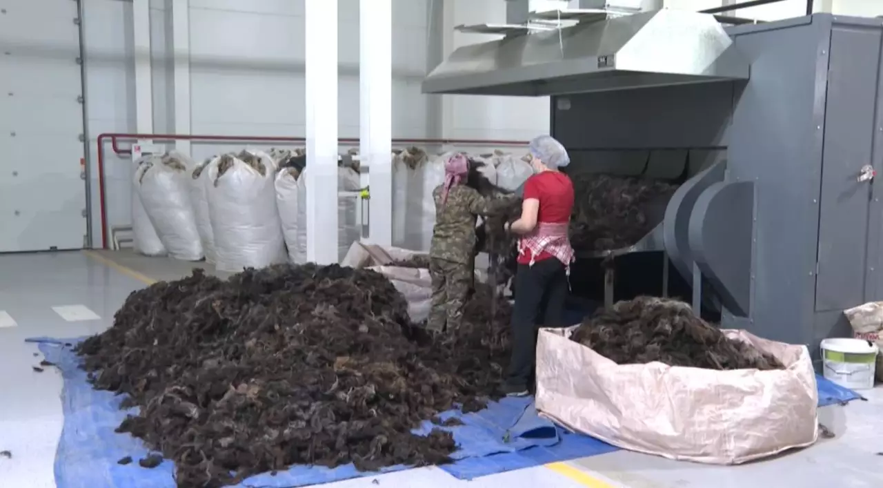 Ақтөбеде қой жүнін өңдейтін зауыт ашылды