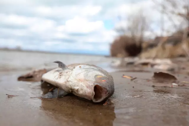 Шымкентте балық жаппай қырылып жатыр (ВИДЕО)