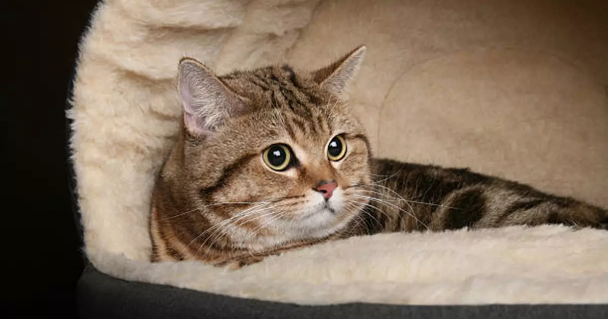  Қосшы тұрғыны мысықтың жатын орнын ұрлағаны үшін сотталып кетті 