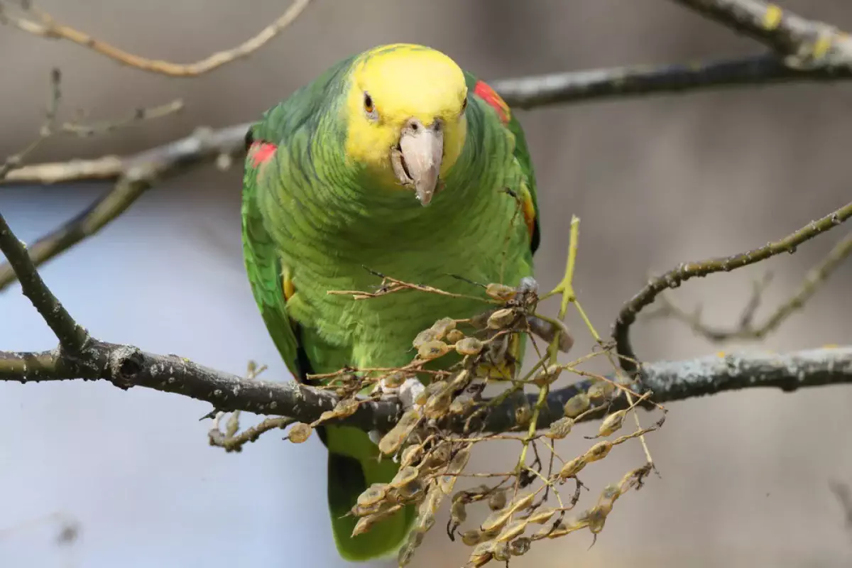 Спасение дня: как попугай стал звездой усть-каменогорского двора