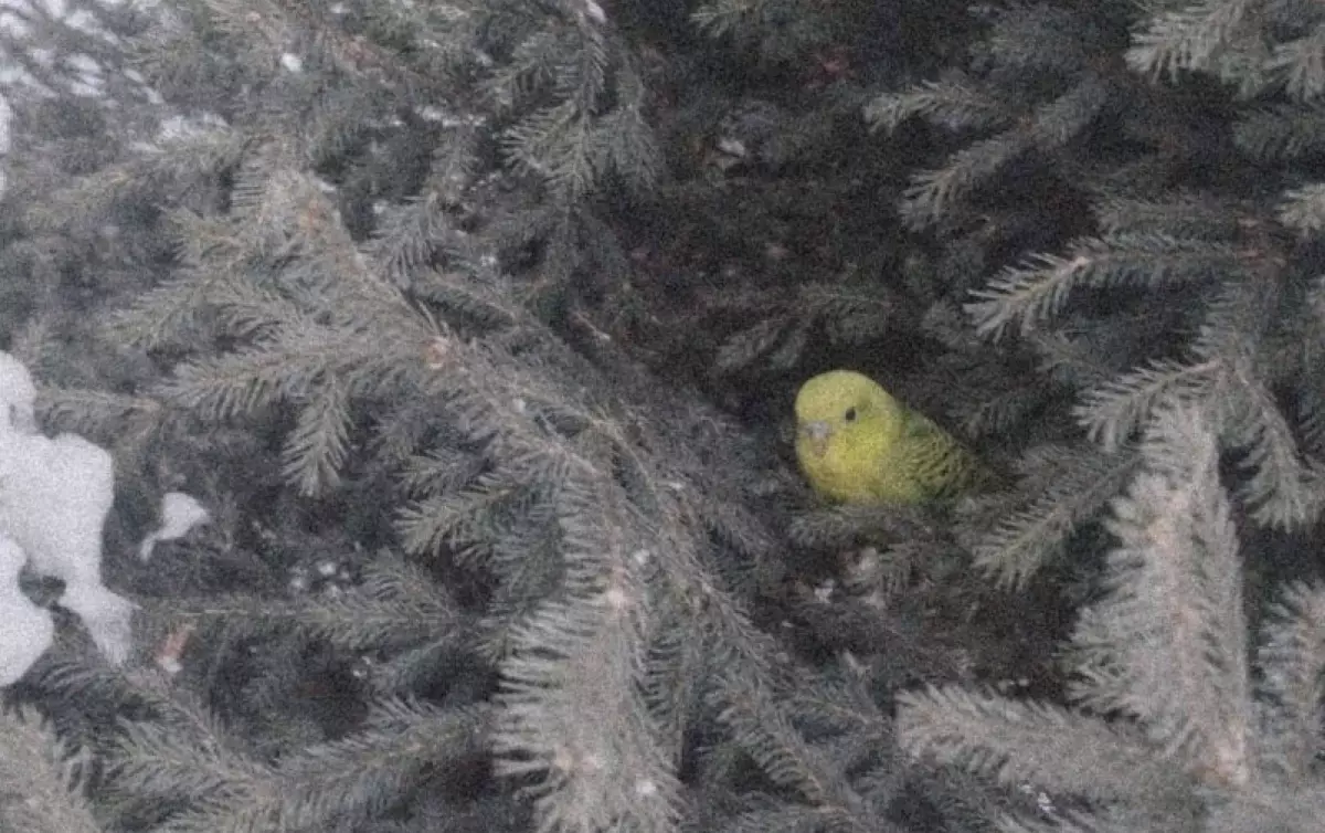 Попугай чудом выжил в 20-градусные морозы на улице в Усть-Каменогорске