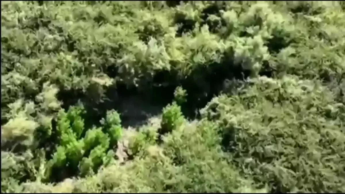 Алматы облысында фазендада есірткі өсірген ер адам ұсталды