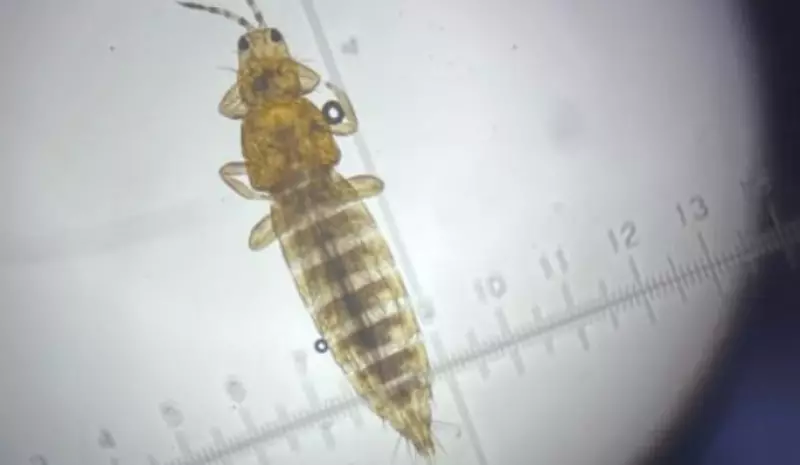 Розы с цветочным трипсом пытались ввезти в Казахстан из Эквадора