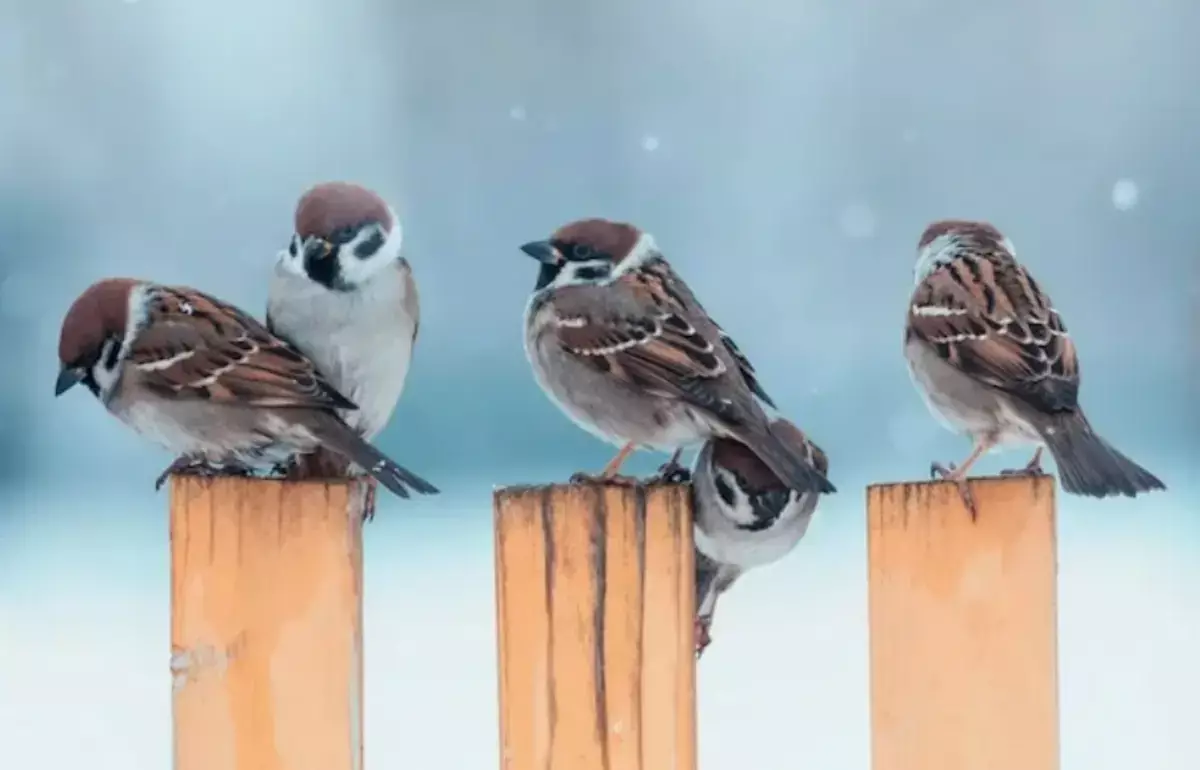 Перепись воробьев проведут в России - новости на Lada.kz 04.02.2026