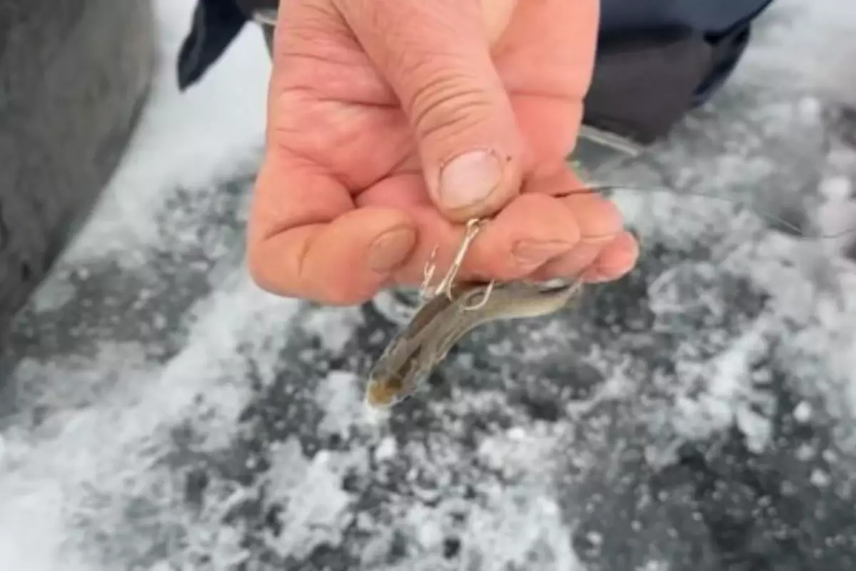 Рыбалка и охота вне правил: атырауский рыбак заинтересовал рыбинспекцию своим постом в соцсетях