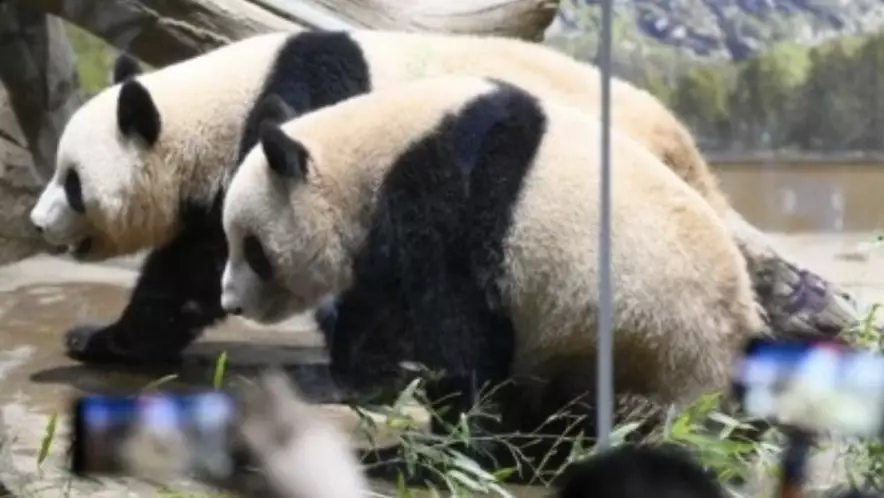 Жители Токио пришли в зоопарк Уэно проститься с последними пандами страны