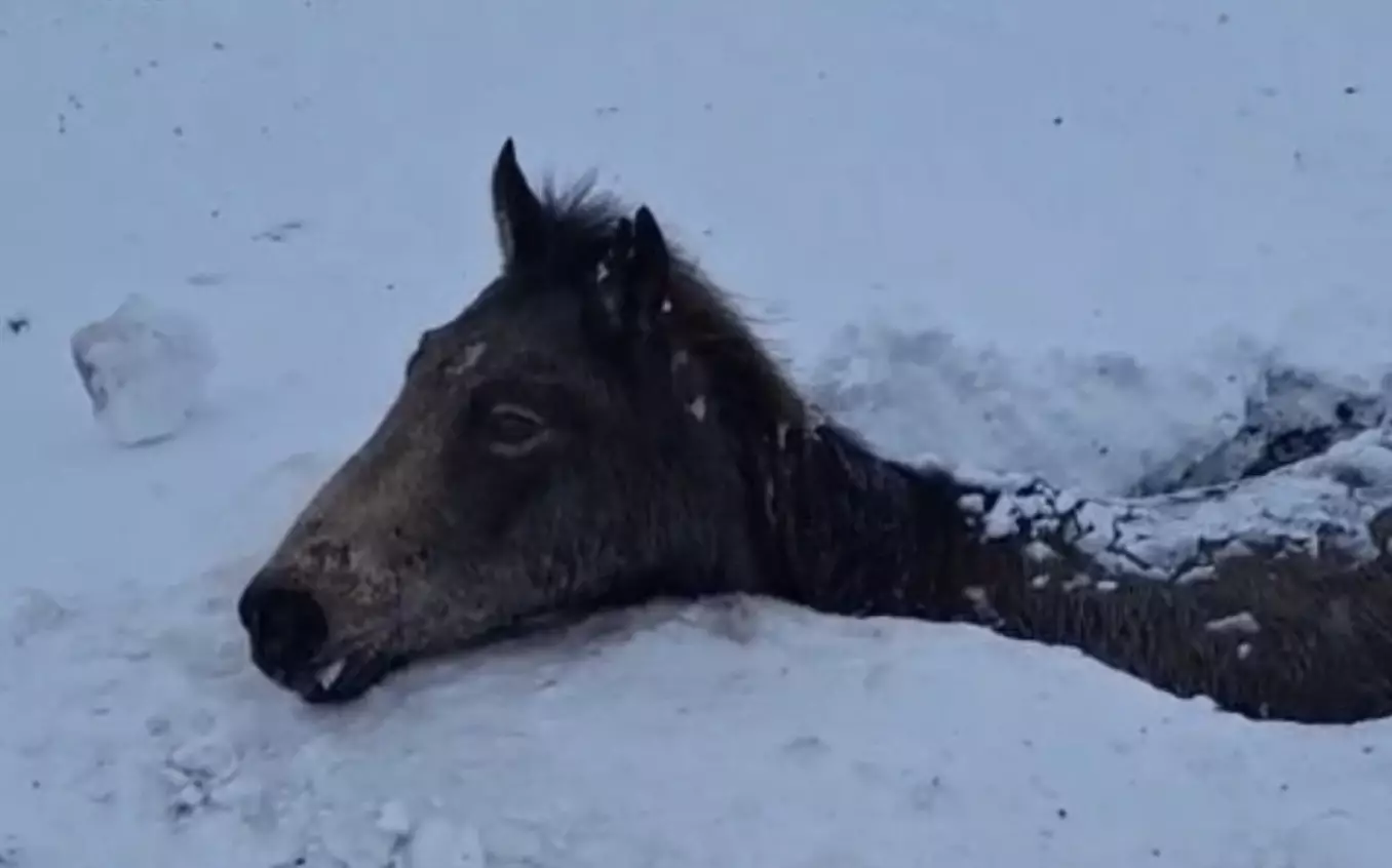 Атырау облысында жылқы қырылып қалды