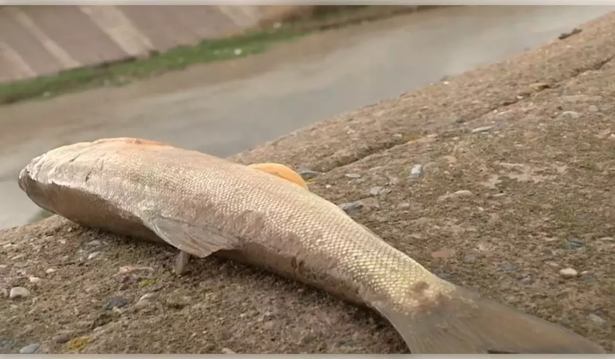 Сотни мертвых рыб нашли в реке Бадам в Шымкенте (ВИДЕО)