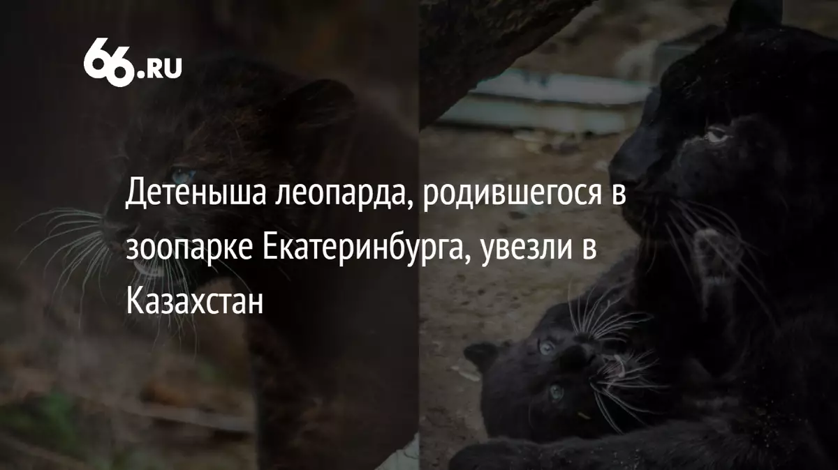Детеныша леопарда из зоопарка Екатеринбурга увезли в Казахстан.