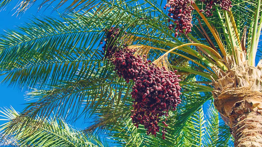 Казахстанцев попросили избегать контакта со свиньями и не пить финиковый сок