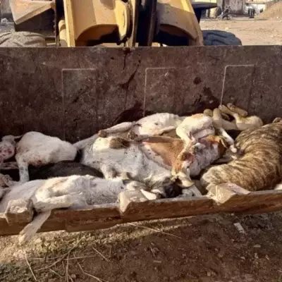 В Марокко уничтожали тысячи бездомных собак перед футбольным турниром