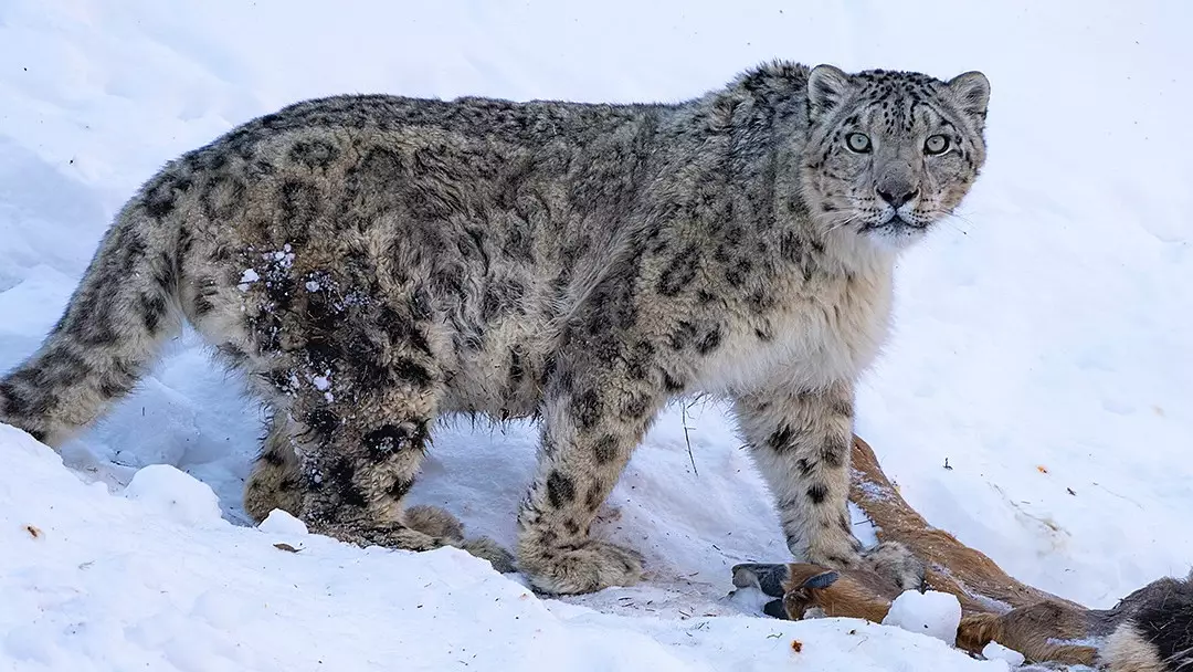 Алматинский фотограф снял уникальные кадры со снежным барсом