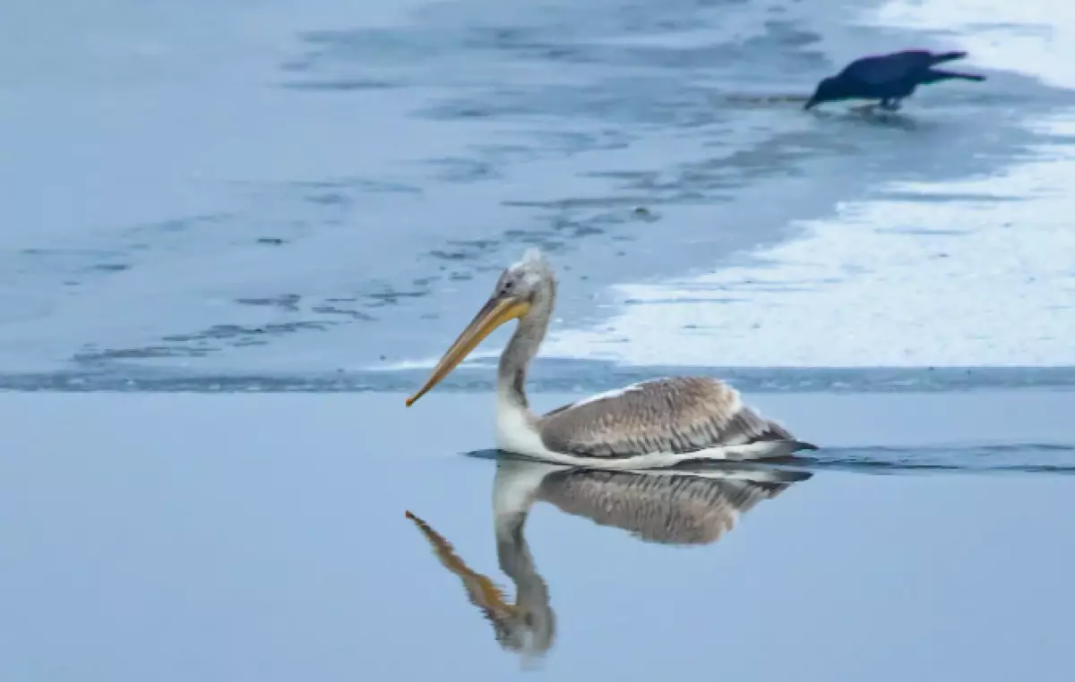 Пеликаны в Капшагае удивили Казнет (ВИДЕО)