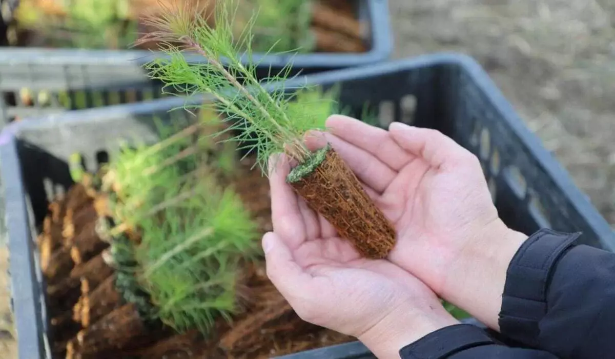 12 зеленых зон благоустроят в Жетысу в рамках «Таза Қазақстан»