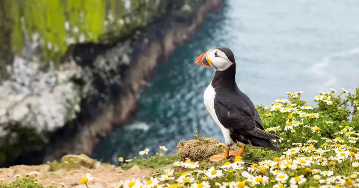  Ұлыбритания құс санайтындарға аралда тегін баспана мен £400 стипендия бермек 