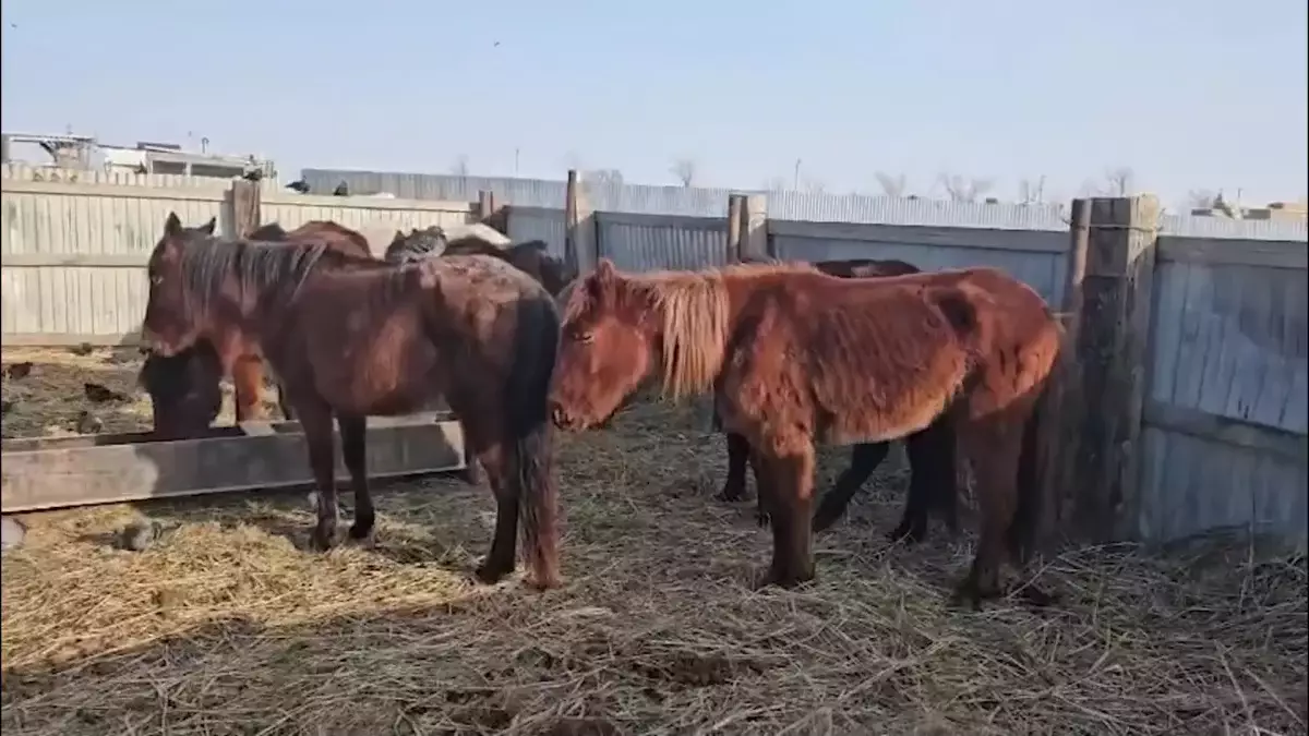 Атырау облысында жылқылар жаппай қырылып жатыр