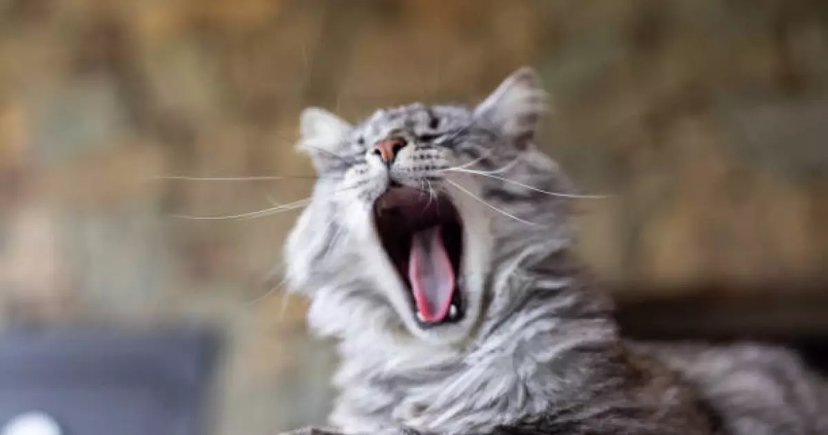  Есінеу миға пайдалы – зерттеу 