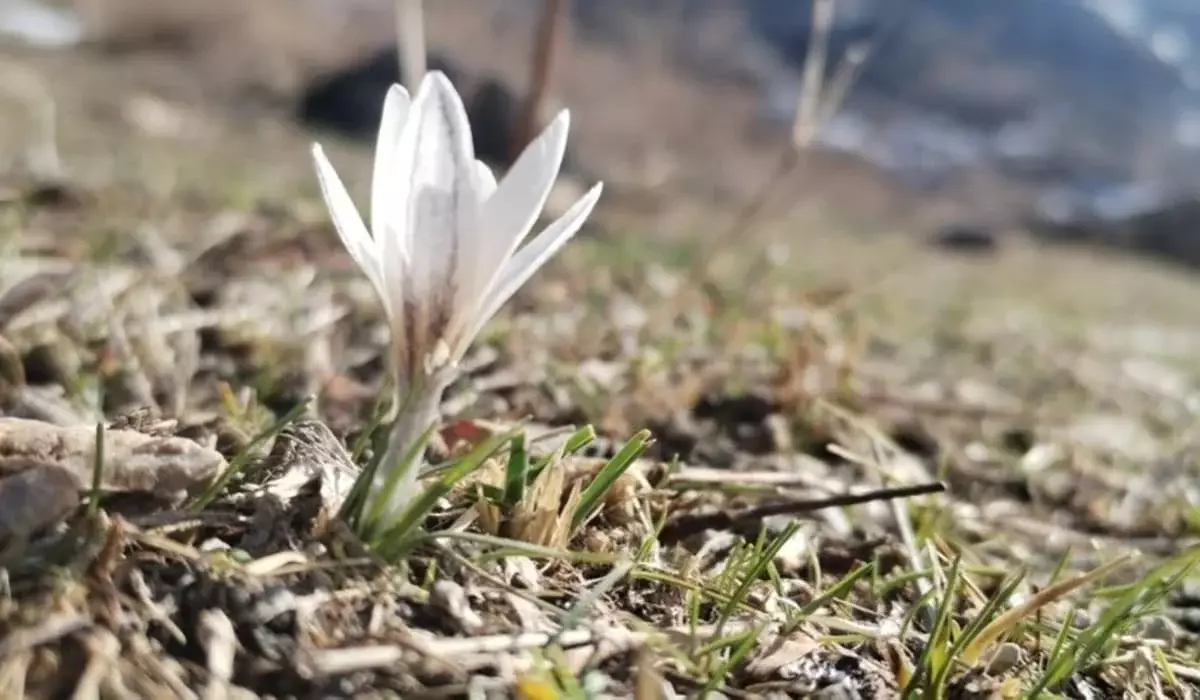 «Вестники весны»: первые подснежники зацвели на юге Казахстана (ФОТО)
