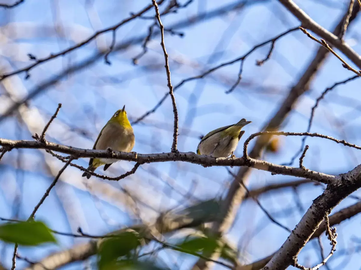 Не только сурки: какие птицы умеют предсказывать погоду