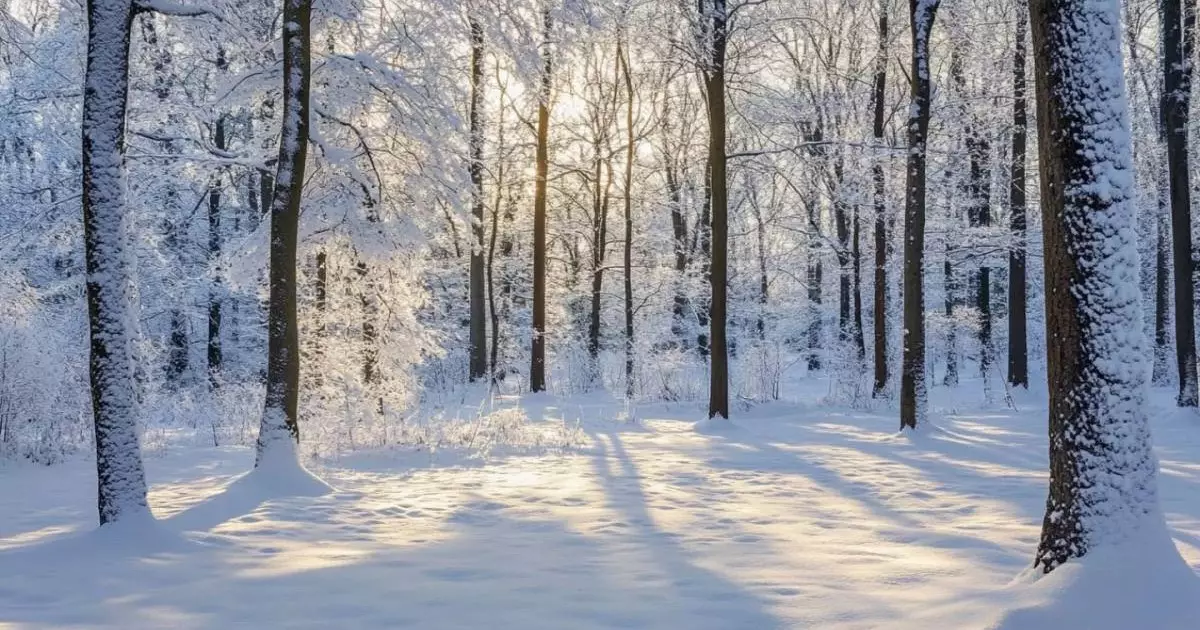  Петропавл маңындағы орманда үсіп қалған 18 жастағы жігіттің денесі табылды 