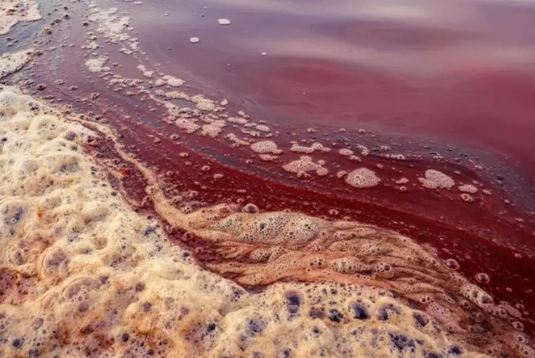 Макинский завод оштрафовали за розовую воду в арыках