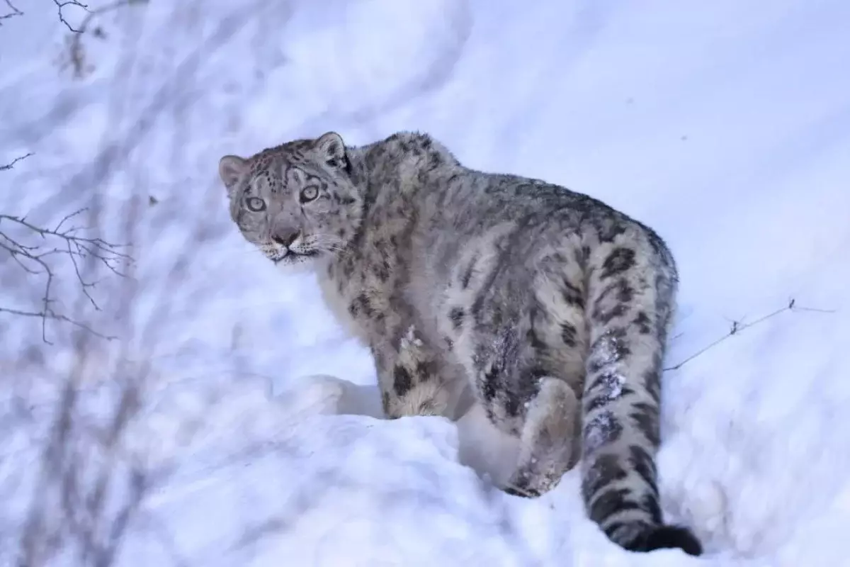 На снежного барса с гор Алматы, ставшего «звездой соцсетей», надели спутниковый ошейник