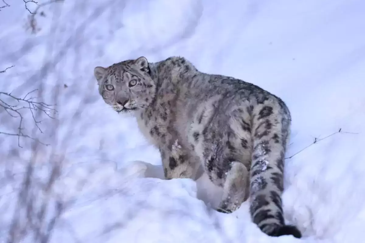 Алматы тауларындағы қар барысына спутниктік қарғыбау орнатылды